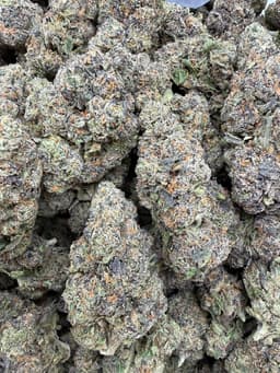 SS28 - White Gumbo thumbnail 1