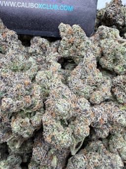 SS23 - Indigo Nerdz thumbnail 1