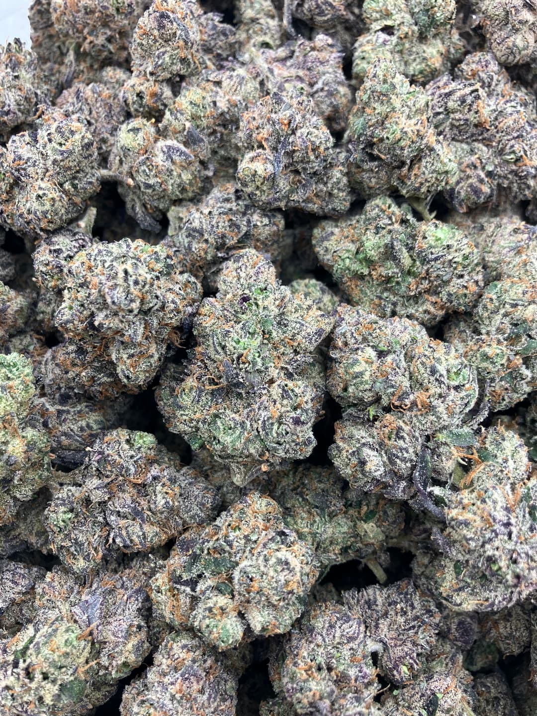 Purple Nerdy