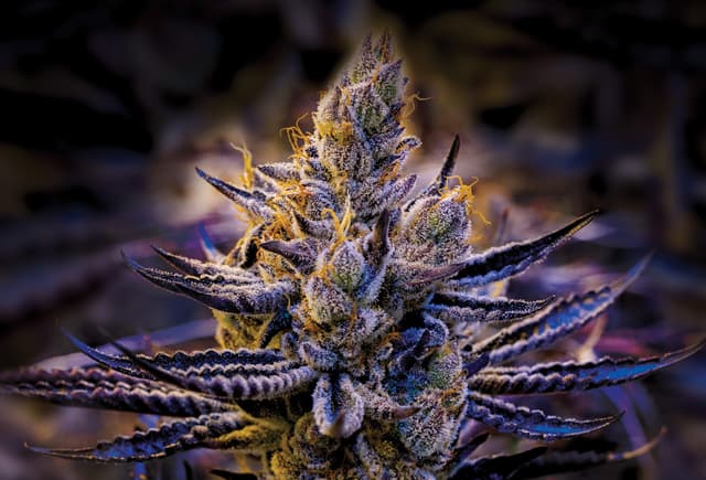 LutZy - Signature Brand